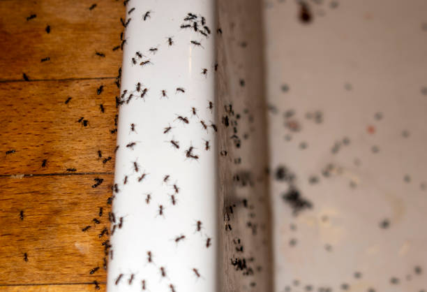 Best Affordable Pest Control Services  in Valparaiso, FL